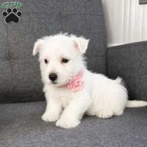 Zoey, West Highland Terrier Puppy